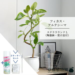 y30P5{IzyX^[^[ZbgtztBJXEAeV[} ȂyXeEhLTCY/zCgz 󂯎Mt/SmL/ނ̖//픫/A/~hTCY/Ă₷/