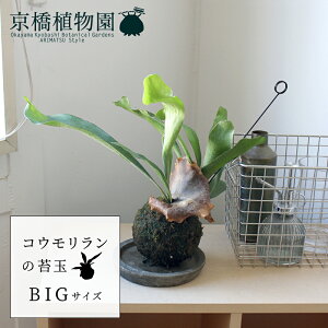 y5P5{IzySSN[|zySSizRȆۋʁEBIGTCYyX[TCY//CeA/j/JXj/zj/Vzj/Mtg/v[g/Ă₷/ϗtA