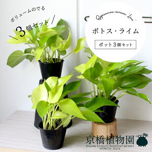 y25P5{IzyubNtCf[N[|LIzy|bg3Zbgz|gXECyX[TCYz