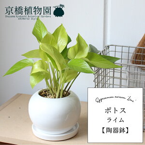 |gXECy픫/󂯎MtzyX[TCY/h}Cg//zCgz