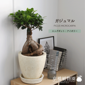 y10P5{IzySSN[|zyGbO|bgzyAC{[zKW}y󂯎Mtzy̓ Mtgz