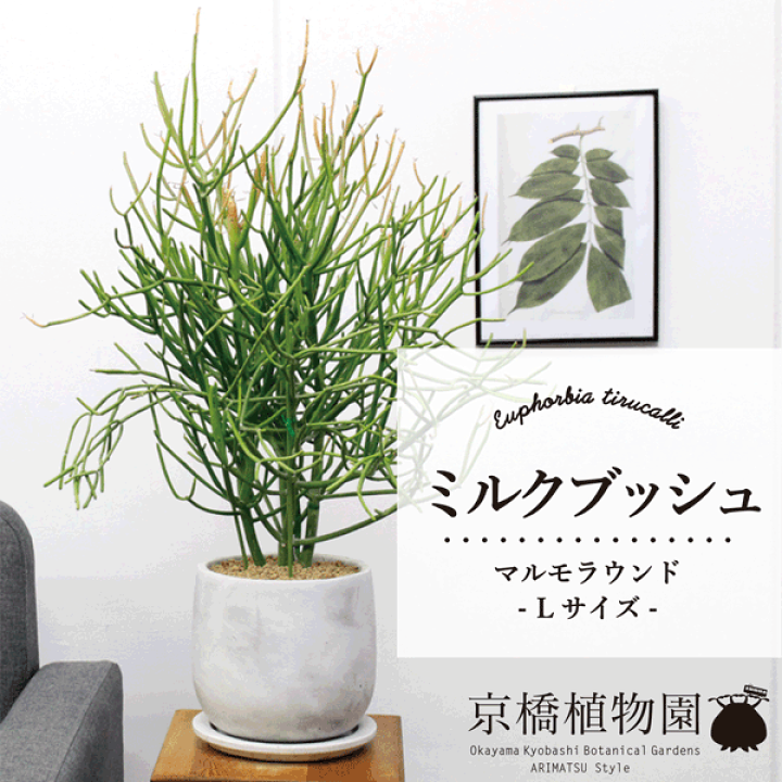 楽天市場】【マルモラウンドLサイズ】ミルクブッシュ【受け皿付き