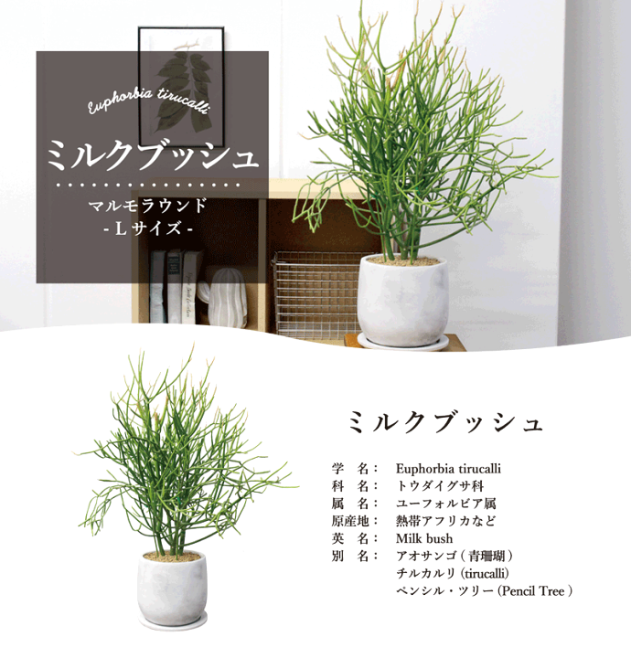 楽天市場】【マルモラウンドLサイズ】ミルクブッシュ【受け皿付き