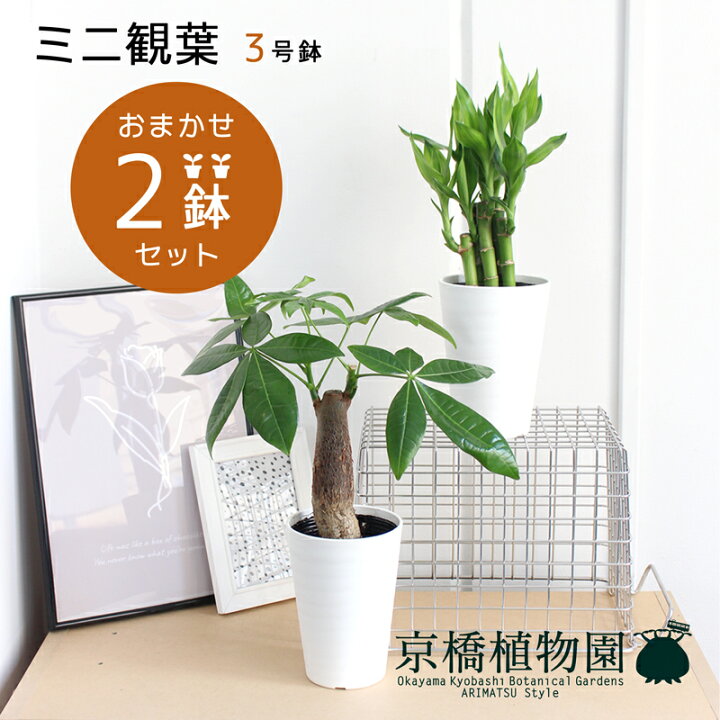 楽天市場 おまかせ ミニ観葉植物3号鉢 2点セット 受け皿付き パキラ ゴムノキ サンスベリア ドラセナ ヤシ お試し 卓上サイズ 鉢植え プラ鉢 花のアリマツ楽天市場支店