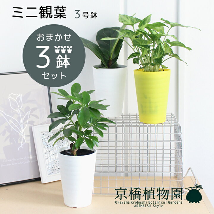 楽天市場 おまかせ ミニ観葉植物3号鉢 3点セット 受け皿付き パキラ ゴムノキ サンスベリア ドラセナ ヤシ お試し 卓上サイズ 鉢植え プラ鉢 花のアリマツ楽天市場支店