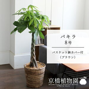 ySSN[|zyoXPbgJo[FuEzpL 8y傫߃TCY̕҂ݍݎdāzy~hTCYz