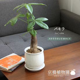 【マラソンクーポン有！】【ステララウンド：Mサイズ/陶器鉢】パキラ：バオバブフォーム【受け皿付き】【ホワイト】【卓上サイズ/シンプル/白/鉢植え/ギフト/プレゼント/お祝い/おしゃれ/観葉/植物】
