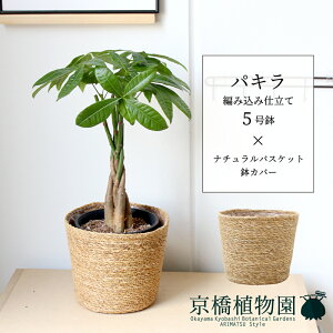 観葉植物 5号 パキラ」の人気商品一覧・価格比較 - 価格.com