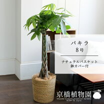 楽天市場】パキラ 編み込みの通販