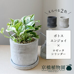 y30P5{IzyׂJ[z|gXEGWC×[b^V_[y󂯎MtzyzCg/ubN///Zg/^/X[TCY/ϗtAzpot