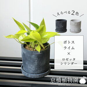 y5P5{IzySSN[|zySSizyׂJ[z|gXEC×[b^V_[y󂯎MtzyzCg/ubN///Zg/^/X[TCY/ϗtA