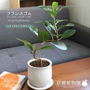 y30P5{Izy}\N[|LzyXeEhFMTCY/픫ztXSyȂzy󂯎MtzyzCgz