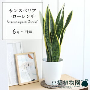 観葉植物 サンセベリア 6号の人気商品 通販 価格比較 価格 Com