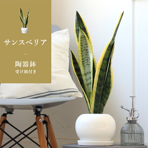 ySSN[|zy픫zTXxAy󂯎Mtzy/zCg/X[TCY/Aւ/ϗtA/ɋz4G