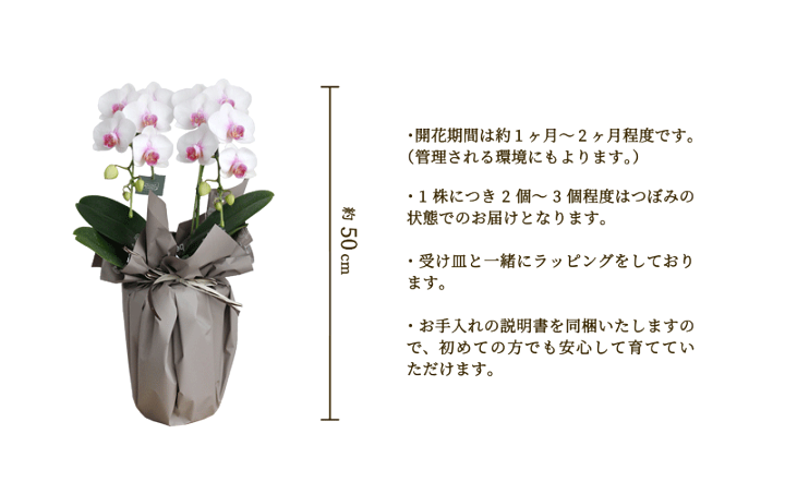 楽天市場 Ssクーポン発行中 ミディ胡蝶蘭 セミアルバ 赤リップ 受け皿付き ミニ胡蝶蘭 ギフト プレゼント お祝い 御祝 開店祝い 新築祝い 誕生日 花鉢 花のアリマツ楽天市場支店