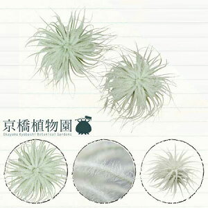 エアプランツ プレゼントの人気商品 通販 価格比較 価格 Com