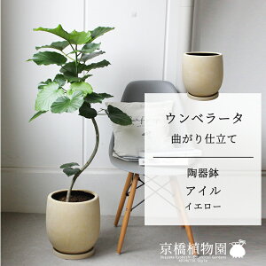 観葉植物 フィカス ウンベラータ」の人気商品一覧・価格比較 - 価格.com