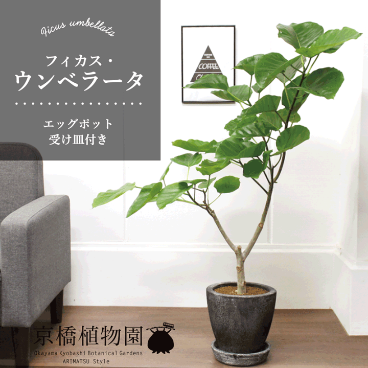 新作入荷 新品 ウンベラータ 7号鉢 受け皿プレゼント付き Shipsctc Org 新作入荷 新品 ウンベラータ 7号鉢 受け皿プレゼント付き Shipsctc Org