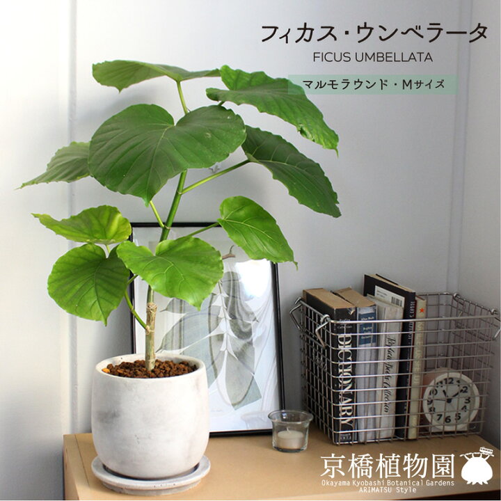 楽天市場】【マラソンクーポン有！】【スターターセット付】【マルモ  