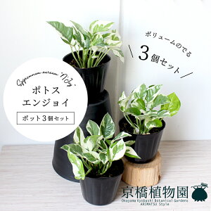 y25P5{IzyubNtCf[N[|LIzy|bg3Zbgz|gXEGWCyX[TCYz