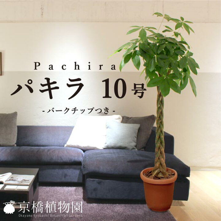 楽天市場 パキラ 10号 バークチップ付き インテリア おしゃれ 人気 楽天 通販 ギフト プレゼント 花のアリマツ楽天市場支店