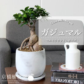 【SS特価品】【マルモラウンドLサイズ】ガジュマル【受け皿付き】【おしゃれなモルタル製鉢】