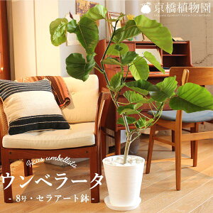 ウンベラータ 観葉植物の人気商品 通販 価格比較 価格 Com