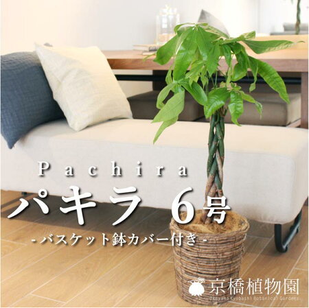 ポイント5倍クーポン発行中パキラ(6号)色が選べる鉢カバー付き【観葉植物モダントロピカルインテリアスタイリッシュアジアンおしゃれ人気引越し祝い開店祝い新築祝い転居祝いお祝い楽天観葉植物通販鉢植え育てやすい】