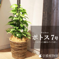 楽天市場】観葉 植物 ポトスリゾートの通販