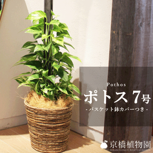 観葉植物 7号 ポトスの人気商品 通販 価格比較 価格 Com