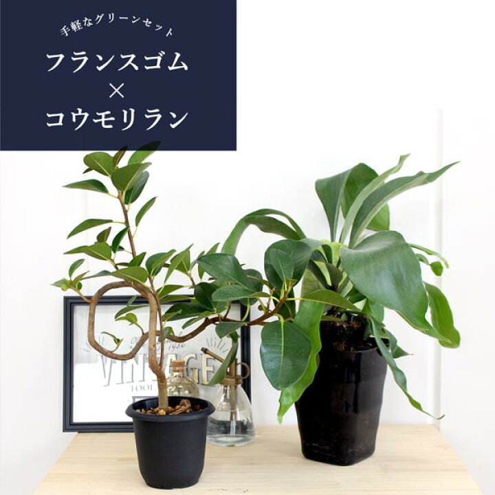 楽天市場】【1日はP7倍！】【2点セット】コウモリラン5号×フランスゴム 