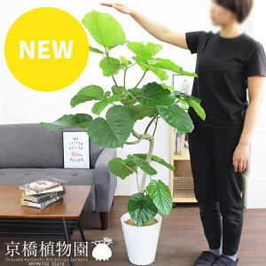 ウンベラータ 曲がり 観葉植物 観葉植物の人気商品 通販 価格比較 価格 Com