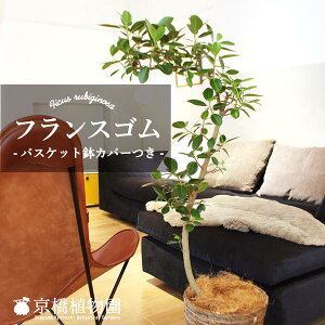 y30P5{Izy}\N[|LztXSitBJXErMm[TjȂ@8yoXPbgJo[tzySmL/SmLzy~hTCYz