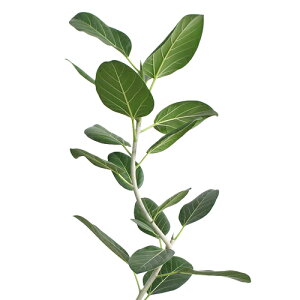 y30P5{Izyou[oXPbgJo[zׂϗtAE7EȂdāy󂯎MtztBJX/Ex[^/tXS/xKVX/AeV[}/_t/|/JS