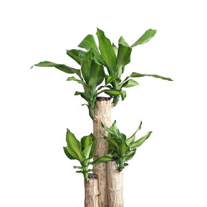 yX^[^[ZbgtzzׂI~hTCYϗtA7@oXPbgJo[tpL/Ex[^/bJ/}bTQAi/|gXyϗtA//i`/A/