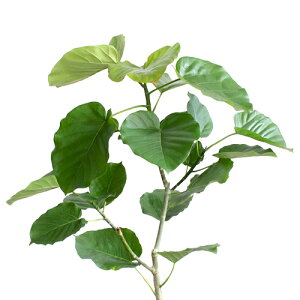 ySSN[|zyou[oXPbgJo[zׂϗtAE7TCYy󂯎MtzpL/tBJX/Ex[^/|gX/bJ/}bT/|/JSt/uE/~hTCY/