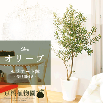 楽天市場】オリーブの木 10号（観葉植物｜花・観葉植物）：花