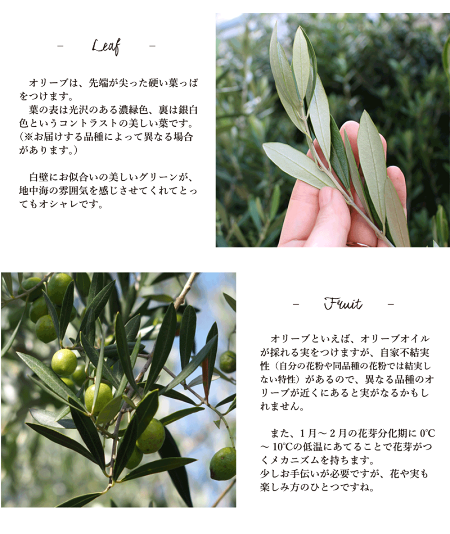 楽天市場 オリーブ 10号鉢 セラアート鉢カバー 受け皿つき 花のアリマツ楽天市場支店