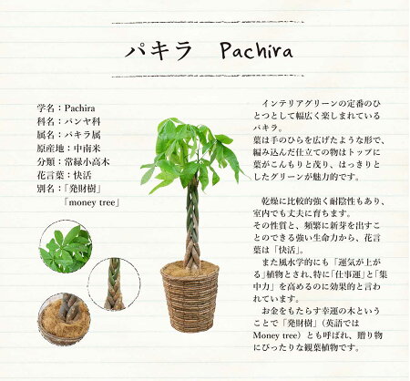 ポイント5倍クーポン発行中パキラ(6号)色が選べる鉢カバー付き【観葉植物モダントロピカルインテリアスタイリッシュアジアンおしゃれ人気引越し祝い開店祝い新築祝い転居祝いお祝い楽天観葉植物通販鉢植え育てやすい】