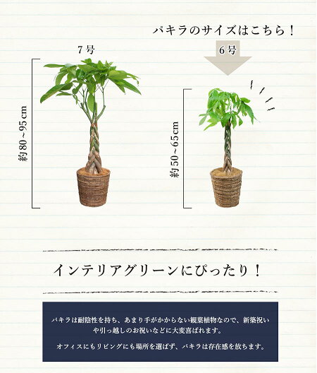 ポイント5倍クーポン発行中パキラ(6号)色が選べる鉢カバー付き【観葉植物モダントロピカルインテリアスタイリッシュアジアンおしゃれ人気引越し祝い開店祝い新築祝い転居祝いお祝い楽天観葉植物通販鉢植え育てやすい】