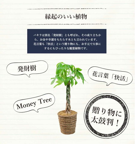 ポイント5倍クーポン発行中パキラ(6号)色が選べる鉢カバー付き【観葉植物モダントロピカルインテリアスタイリッシュアジアンおしゃれ人気引越し祝い開店祝い新築祝い転居祝いお祝い楽天観葉植物通販鉢植え育てやすい】