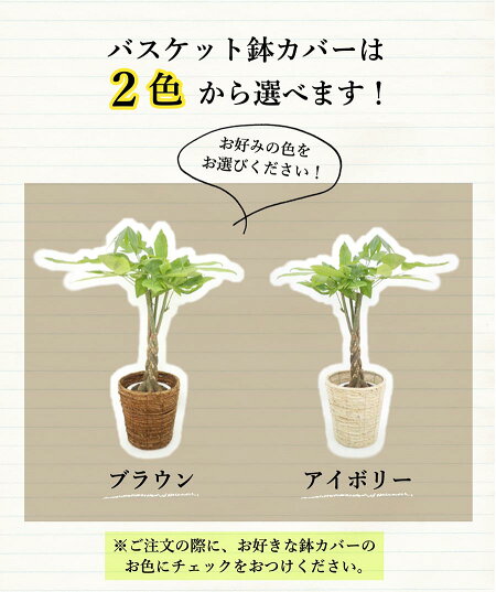 パキラ(6号)色が選べる鉢カバー付き【観葉植物モダントロピカルインテリアスタイリッシュアジアンおしゃれ人気引越し祝い開店祝い新築祝い転居祝いお祝い楽天観葉植物通販鉢植え育てやすい】