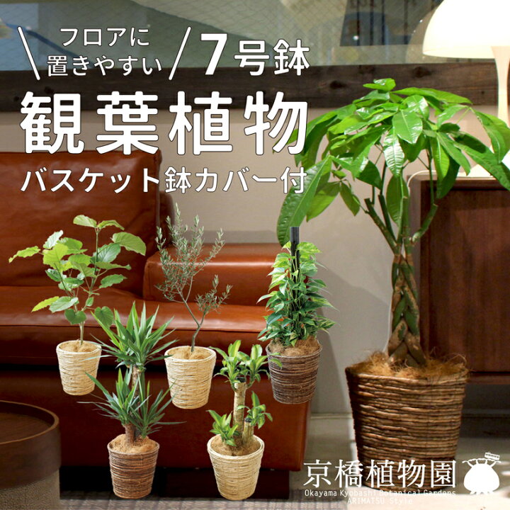 楽天市場 えらべる ミドルサイズ観葉植物 7号鉢 パキラ ウンベラータ ユッカ マッサンゲアナ ポトス 床置き お祝い インテリア バスケット 鉢カバー付き 育てやすい 花のアリマツ楽天市場支店