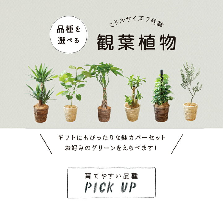 楽天市場 30日はp5倍 えらべる ミドルサイズ観葉植物 7号鉢 パキラ ウンベラータ ユッカ マッサンゲアナ ポトス 床置き お祝い インテリア バスケット 鉢カバー付き 育てやすい 花のアリマツ楽天市場支店