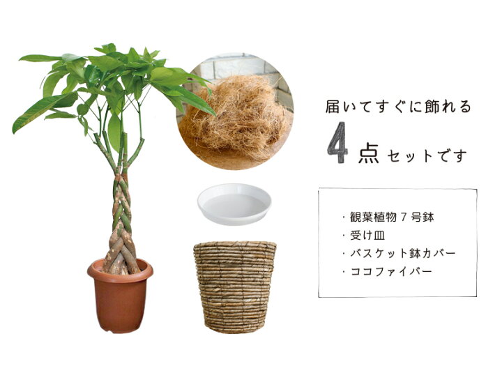 楽天市場 えらべる ミドルサイズ観葉植物 7号鉢 パキラ ウンベラータ ユッカ マッサンゲアナ ポトス 床置き お祝い インテリア バスケット 鉢カバー付き 育てやすい 花のアリマツ楽天市場支店 楽天市場 えらべる ミドルサイズ観葉植物 7号鉢 パキラ ウンベラータ ユッカ マッサンゲアナ ポトス 床置き お祝い インテリア バスケット 鉢カバー付き 育てやすい 花のアリマツ楽天市場支店