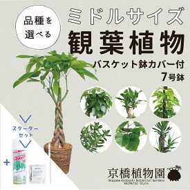 【スターターセット付】】★えらべる！ミドルサイズ観葉植物7号鉢　バスケット鉢カバー付き★パキラ/ウンベラータ/ユッカ/マッサンゲアナ/ポトス【観葉植物/おしゃれ/ナチュラル/鉢植え/楽天/サスティー/SUSTEE/リーフクリン/IBのチカラ】【大型】