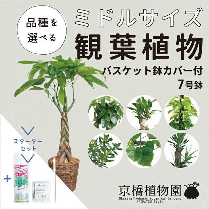 楽天市場 スターターセット付 えらべる ミドルサイズ観葉植物 7号鉢 バスケット鉢カバー付き パキラ ウンベラータ ユッカ マッサンゲアナ ポトス 観葉植物 おしゃれ ナチュラル 鉢植え 楽天 サスティー Sustee リーフクリン Ibのチカラ 花のアリマツ楽天 楽天市場 スターターセット付 えらべる ミドルサイズ観葉植物 7号鉢 バスケット鉢カバー付き パキラ ウンベラータ ユッカ マッサンゲアナ ポトス 観葉植物 おしゃれ ナチュラル 鉢植え 楽天 サスティー Sustee リーフクリン Ibのチカラ 花のアリマツ楽天