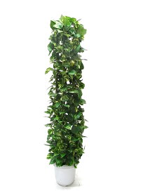 楽天市場 ハート 種類 植物 ポトス 観葉植物 花 観葉植物 花 ガーデン Diyの通販