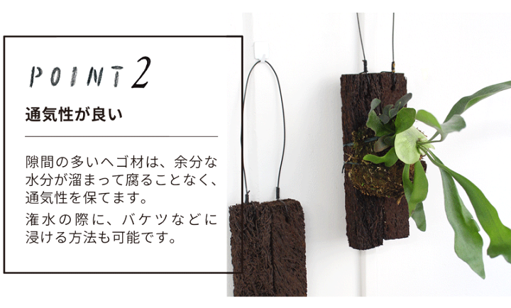 ヘゴ板まとめ売り 植物着床様 - メルカリ
