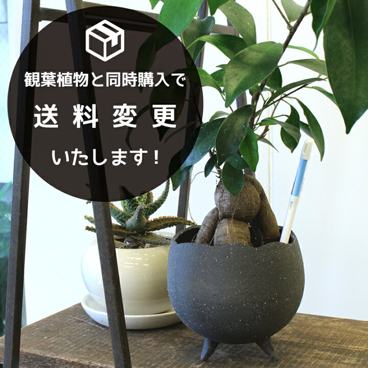 楽天市場】【3号鉢〜6号鉢用】sustee（サスティー）/Mサイズ【水やり 